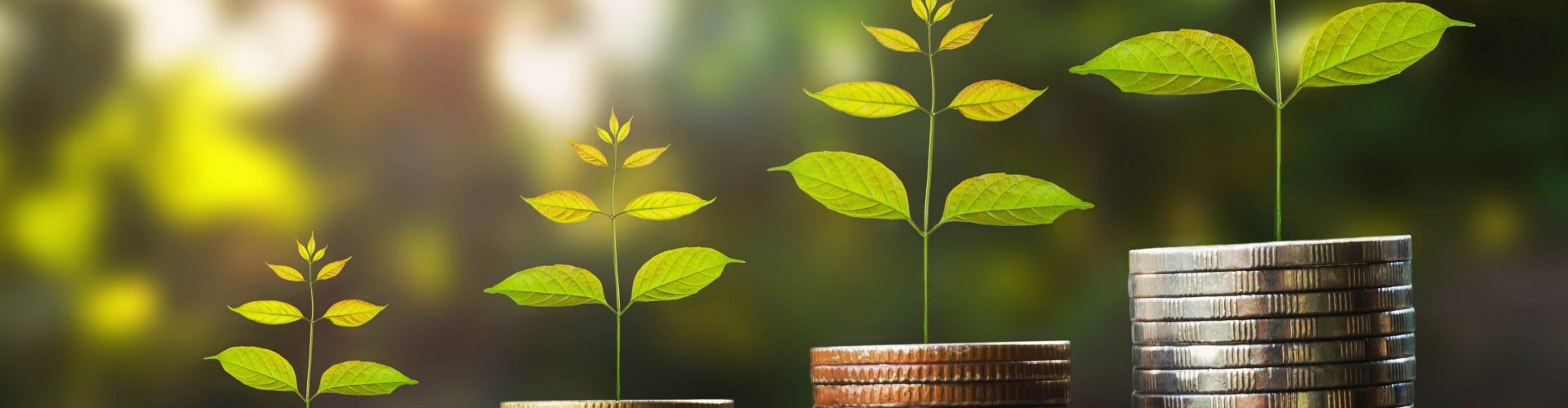 money growht in soil and tree concept , business success finance with sunshine in nature